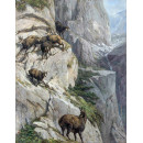 РЕПРОДУКЦИИ НА КАРТИНИ Диви кози на стръмен скалист склон (1866)